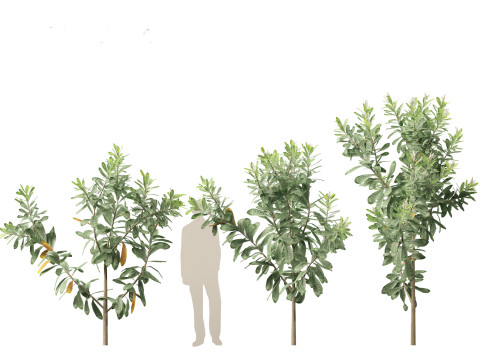 Loquat - Bigleaf hydrangea Tree 3D Модель