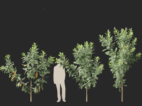 Loquat - Bigleaf hydrangea Tree 3D Модель