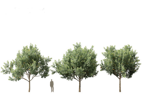Loquat - Bigleaf hydrangea Tree 3D Модель