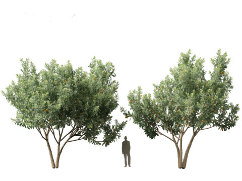 Loquat - Bigleaf hydrangea Tree 3D Модель