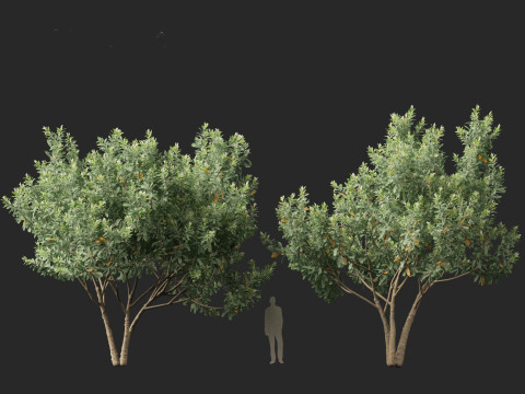 Loquat - Bigleaf hydrangea Tree 3D Модель
