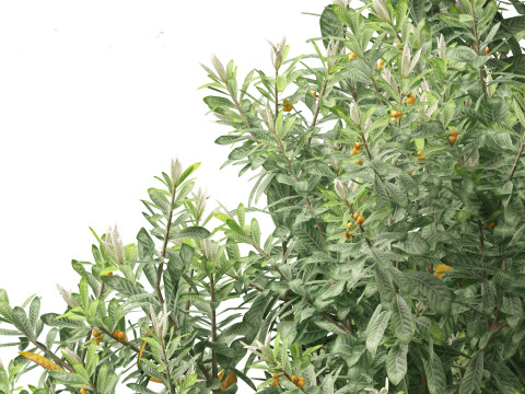 Loquat - Bigleaf hydrangea Tree 3D Модель