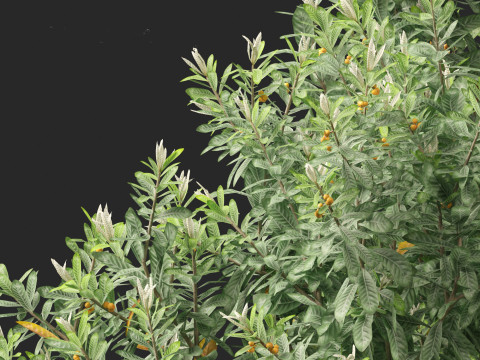 Loquat - Bigleaf hydrangea Tree 3D Модель