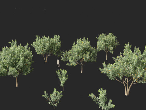 Loquat - Bigleaf hydrangea Tree 3D Модель