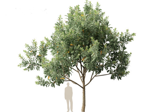 Loquat - Bigleaf hydrangea Tree 3D Модель