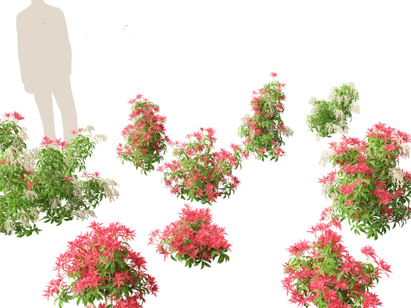 Pieris Japonica Forest Flame - Lily of the Valley bush 3Dモデル .c4d .max .obj .3ds .fbx .stl .blend 