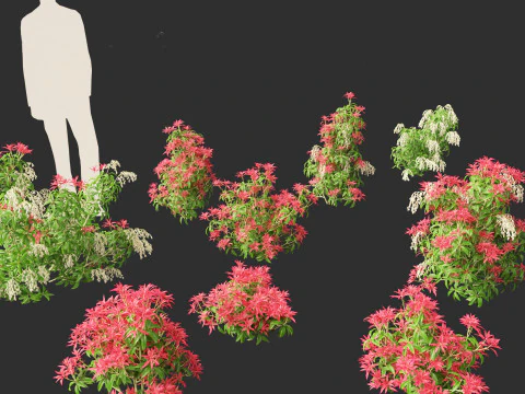 Pieris Japonica Forest Flame - Cespuglio del mughetto Modello 3D