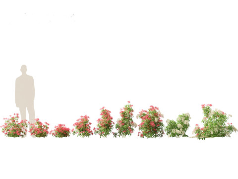 Pieris Japonica Forest Flame - Lily of the Valley bush 3Dモデル