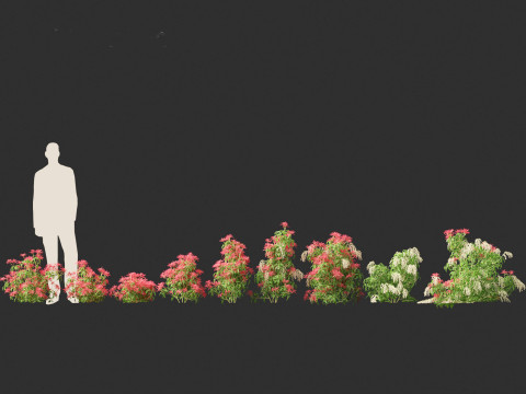 Pieris Japonica Forest Flame - Lily of the Valley bush 3Dモデル