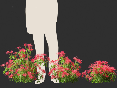 Pieris Japonica Forest Flame - Lily of the Valley bush 3Dモデル