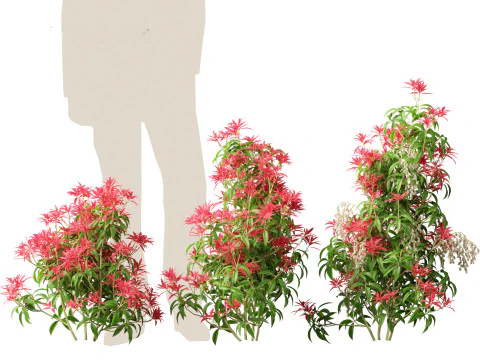 Pieris Japonica Forest Flame - Cespuglio del mughetto Modello 3D