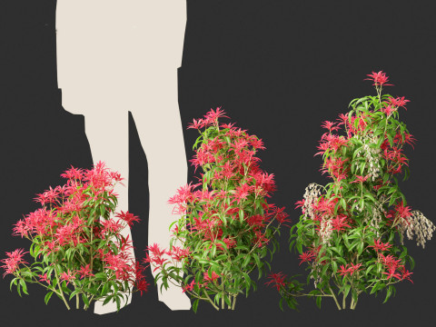 Pieris Japonica Forest Flame - Lily of the Valley bush 3Dモデル