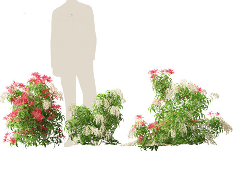 Pieris Japonica Forest Flame - Lily of the Valley bush 3Dモデル