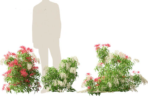 Pieris Japonica Forest Flame - Cespuglio del mughetto Modello 3D