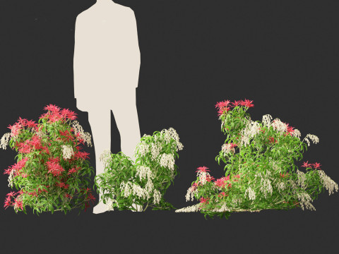 Pieris Japonica Forest Flame - Lily of the Valley bush 3Dモデル