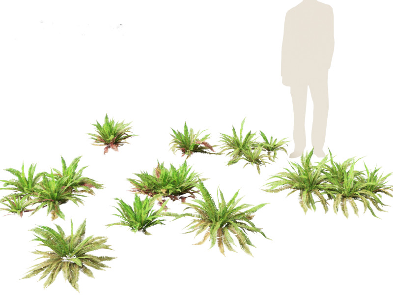 Polystichum munitum - Swordfern 3D 모델 .c4d .max .obj .3ds .fbx .stl .blend 