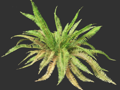 Polystichum munitum - Swordfern 3D 모델