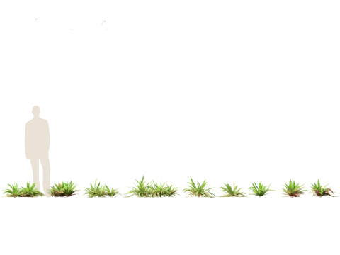 Polystichum munitum - Swordfern 3D 모델