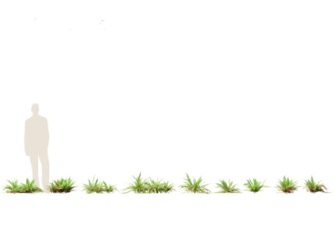 Polystichum munitum - Swordfern 3D Model