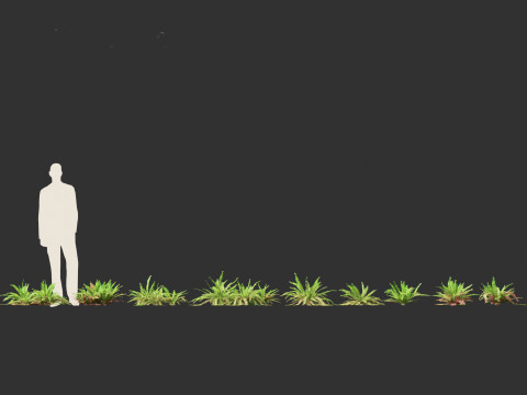 Polystichum munitum - Swordfern 3D 모델