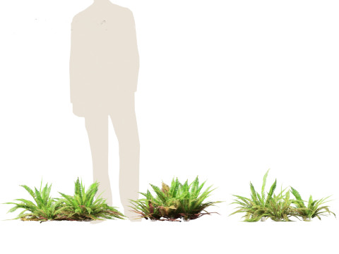 Polystichum munitum - Swordfern 3D 모델