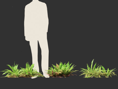 Polystichum munitum - Swordfern 3D 모델