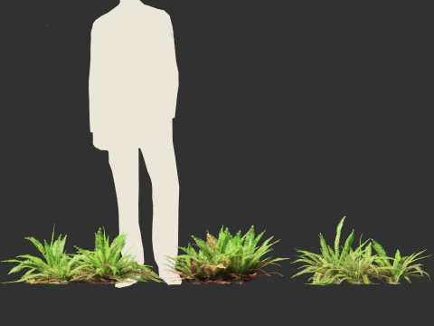 Polystichum munitum - Swordfern 3D Model