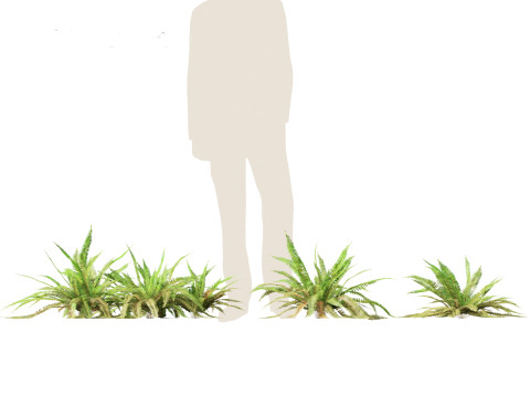Polystichum munitum - Swordfern 3D 모델
