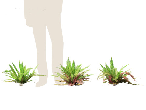 Polystichum munitum - Swordfern 3D 모델