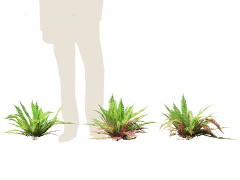 Polystichum munitum - Swordfern 3D Model