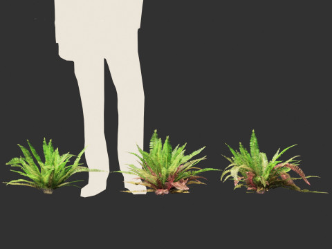 Polystichum munitum - Swordfern 3D 모델