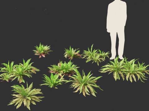 Polystichum munitum - Swordfern 3D 모델