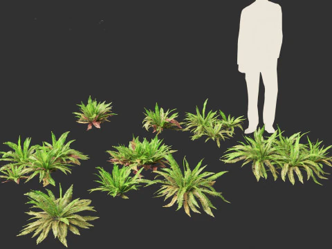 Polystichum munitum - Swordfern 3D Model
