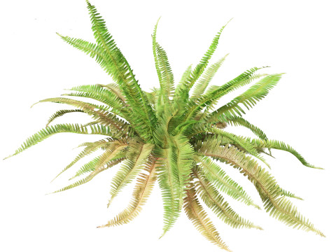 Polystichum munitum - Swordfern 3D 모델