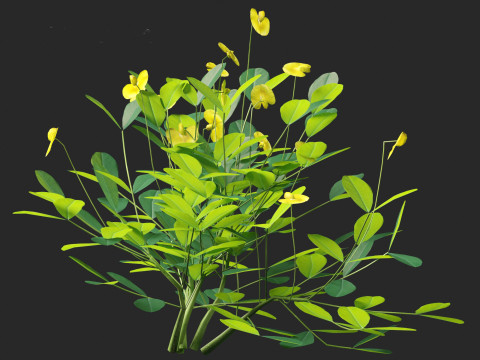Arachis pintoi - Yellow Peanut Plant 3D मॉडल
