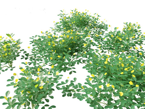 Arachis pintoi - Yellow Peanut Plant 3D Model