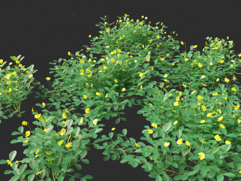 Arachis pintoi - Yellow Peanut Plant 3D मॉडल