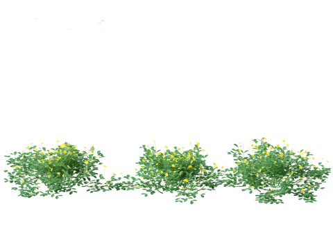 Arachis pintoi - Yellow Peanut Plant 3D मॉडल
