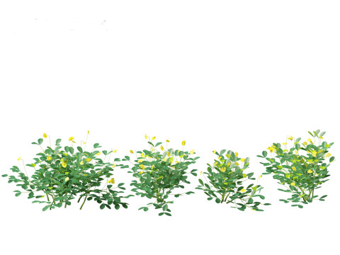 Arachis pintoi - Yellow Peanut Plant 3D मॉडल