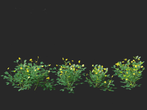 Arachis pintoi - Yellow Peanut Plant 3D मॉडल