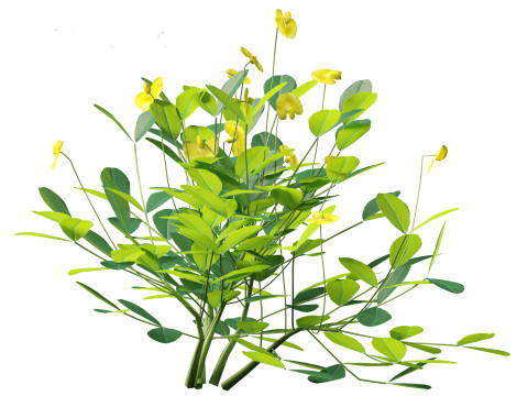 Arachis pintoi - Yellow Peanut Plant 3D मॉडल