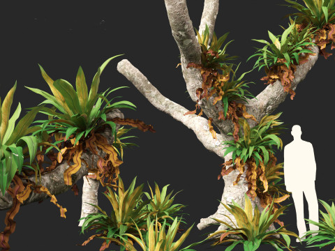 Asplenium nidus - Birds Nest Fern Modelo 3D