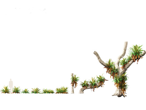 Asplenium nidus - Birds Nest Fern Modèle 3D