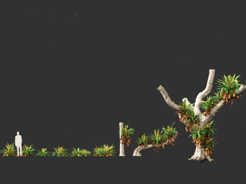 Asplenium nidus - Birds Nest Fern Modèle 3D