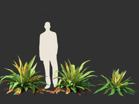 Asplenium nidus - Birds Nest Fern Modèle 3D