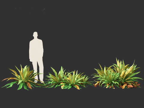 Asplenium nidus - Birds Nest Fern Modèle 3D