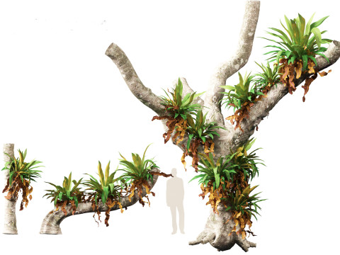 Asplenium nidus - Birds Nest Fern Modèle 3D