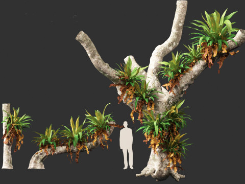 Asplenium nidus - Birds Nest Fern Modèle 3D