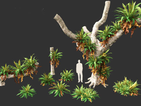 Asplenium nidus - Birds Nest Fern Modèle 3D