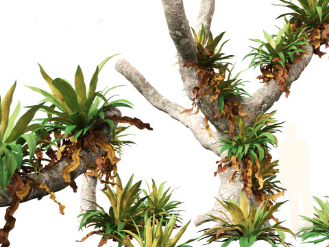 Asplenium nidus - Birds Nest Fern Modèle 3D